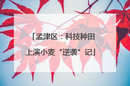 孟津区：科技种田 上演小麦“逆袭”记